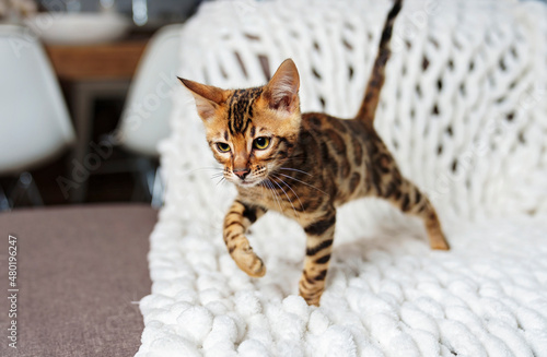 Little Baby Bengal kitty at home sofa