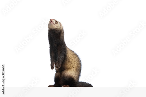 Obraz na płótnie Studio shot of cute little white grey ferret isolated over white background