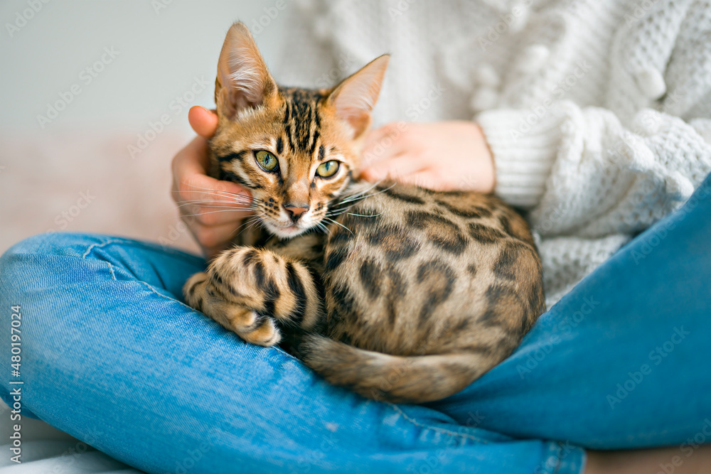 Bengal cat in the bed room with child girl