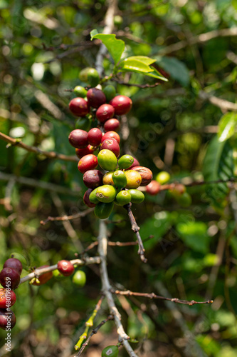 Coffee fruit in the trees, known as drupe. Fredonia, Antioquia, Colombia.