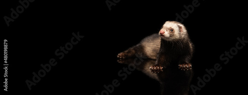 Canvas Print Portrait of fluffy ferret lying on floor isolated on dark background