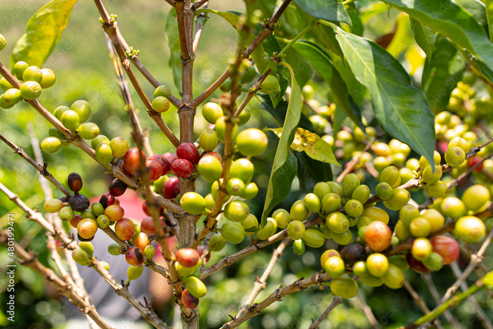 Coffee fruit in the trees, known as drupe. Fredonia, Antioquia, Colombia.