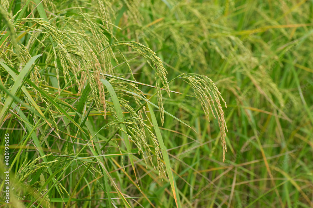 Fully grown paddy in a paddy field, green agriculture land, rural image of West Bengal, India. Paddy is the biggest agricultural product of rural India, especially in West Bengal, India. Fully grown paddy in a paddy field, green agriculture land, rural image of West Bengal, India. Paddy is the biggest agricultural product of rural India, especially in West Bengal, India.