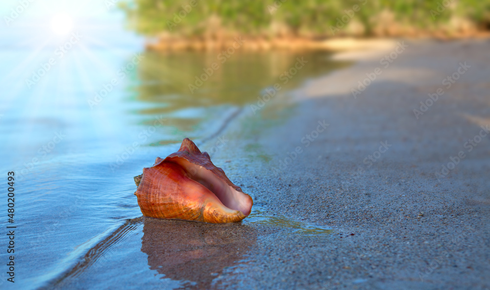 Big seashell on tropical beach and ocean waves. Big seashell on tropical beach and ocean waves.