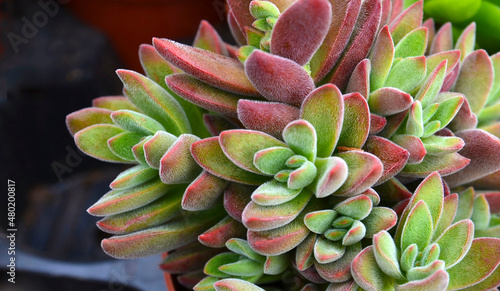 Sedum nussbaumerianum or Coppertone stonecrop succulent plant close up. Tropical succulents concept.Selective focus.
