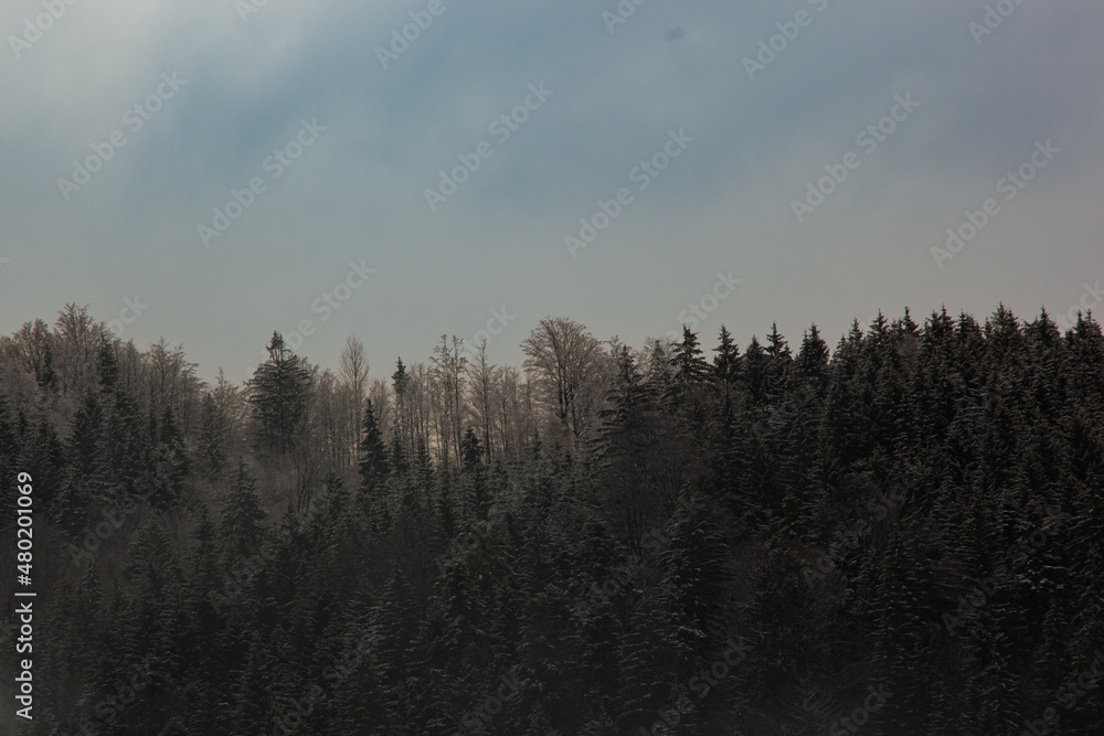 Fototapeta premium A forest in winter with snow. The sky is blue. The fir trees have their branches covered with snow. Deciduous trees are white with snow and frost.
