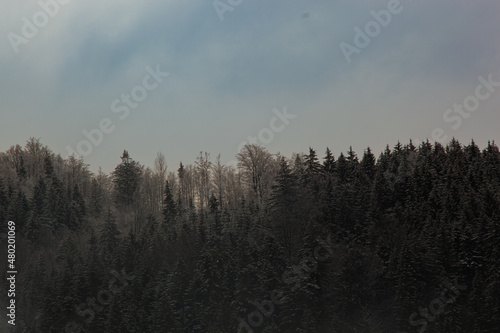 A forest in winter with snow. The sky is blue. The fir trees have their branches covered with snow. Deciduous trees are white with snow and frost.