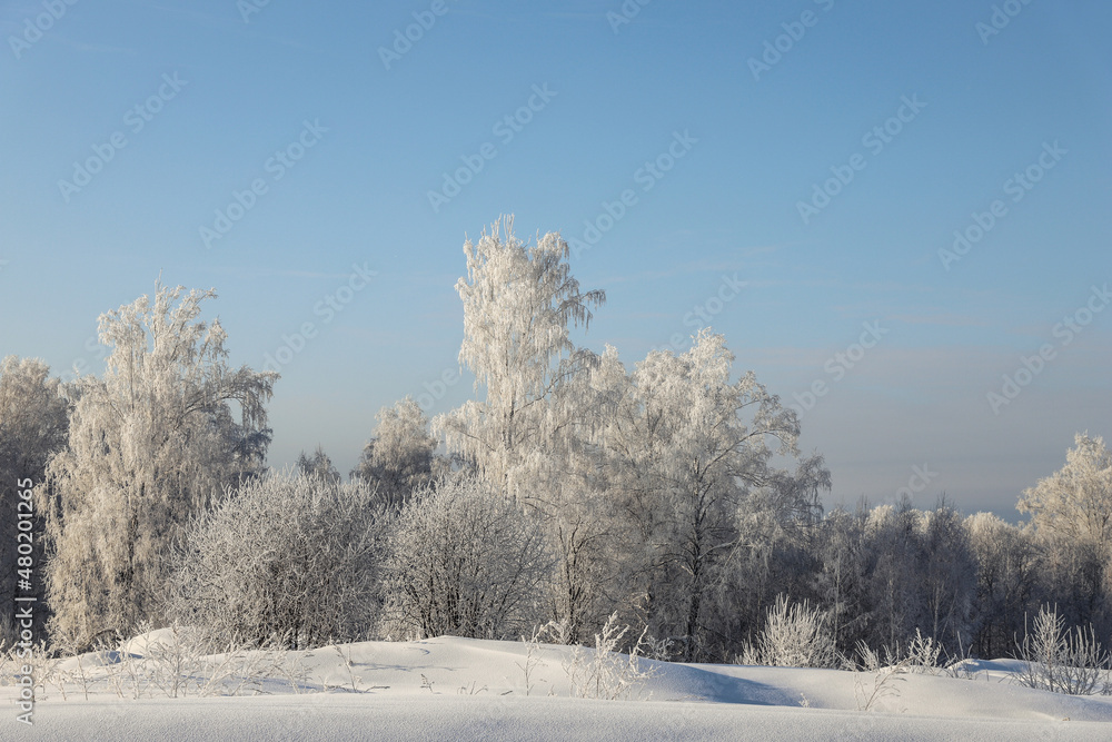 Snowy frosty forest. Beautiful view of snowy trees Snowy frosty forest. Beautiful view of snowy trees