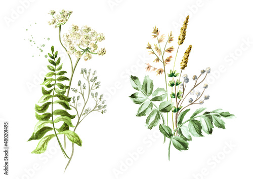Wild grasses and wildflowers . Color Summer rural composition, bouquet, decor concept. Hand drawn watercolor illustration isolated on white background