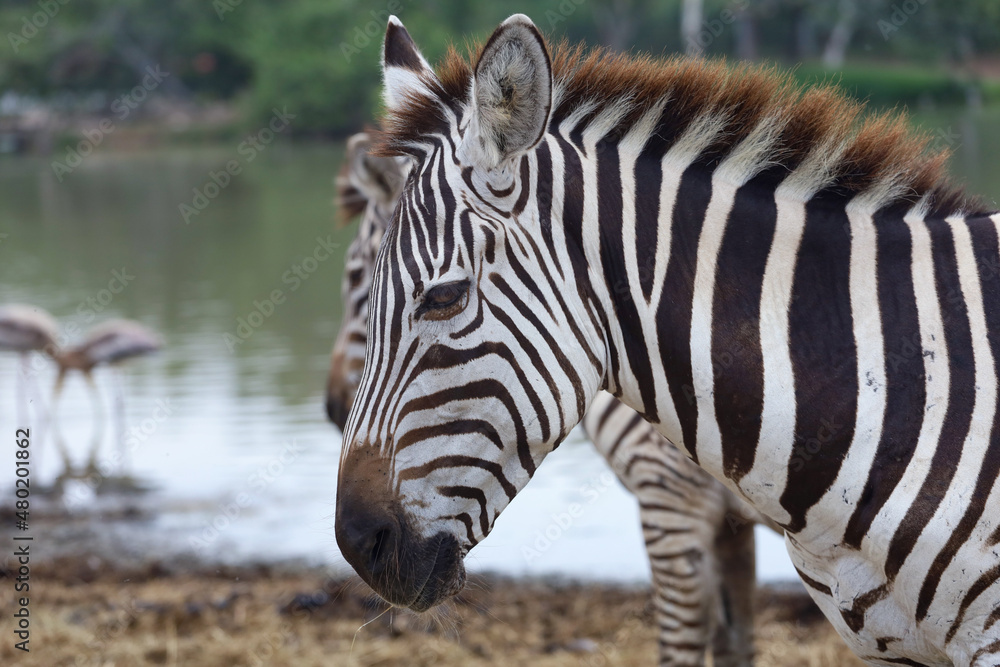 Close up head The burchell zebra in national park Close up head The burchell zebra in national park