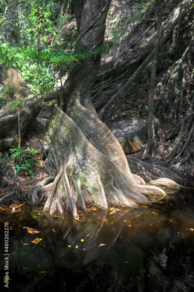 Large and thick roots in Mangrove forest Large and thick roots in Mangrove forest