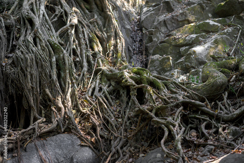 Large and thick roots in Mangrove forest