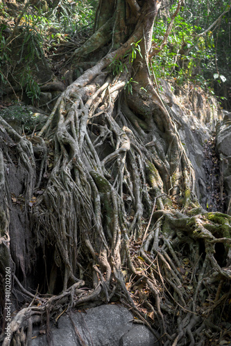 Large and thick roots in Mangrove forest