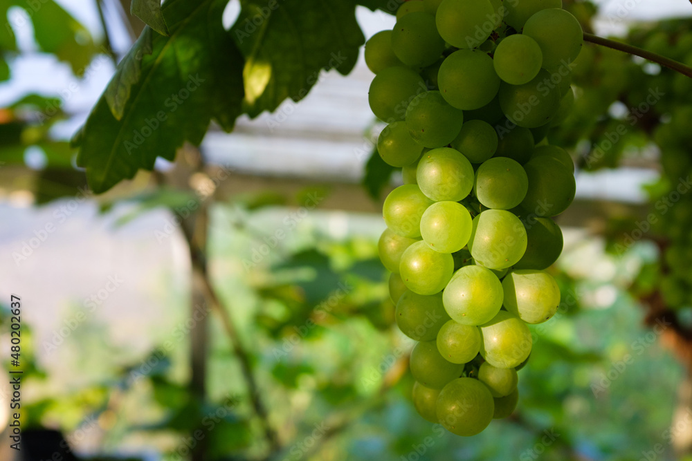 Bunch of grapes on vine