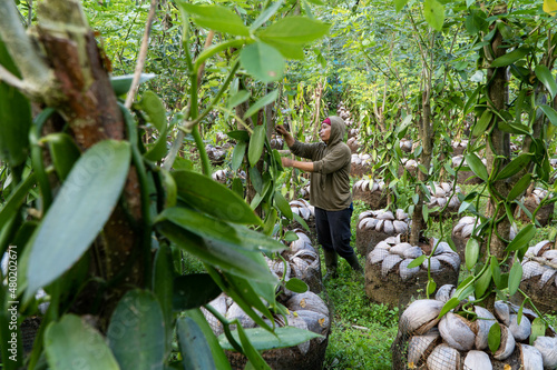 Bangli, Indonesia-Sept 01 2021: a woman vanilla farmer is tending her vanilla plant that is blooming in her garden in the morning. Vanilla is one of Indonesia's most expensive spices