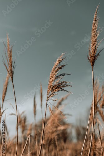 Abstract natural background of soft plants Cortaderia selloana  pampas grass moving in the wind.