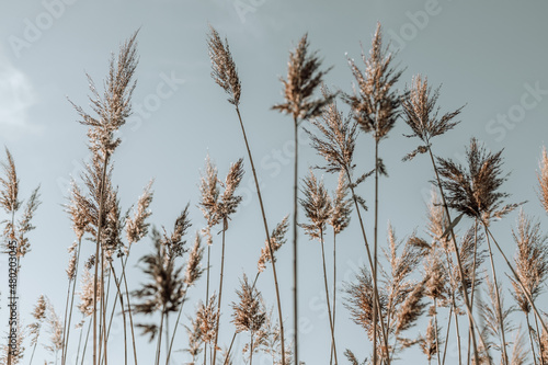 calm nature background with pampas grass swaying in the wind on soft sky. Soft focus, blurred background