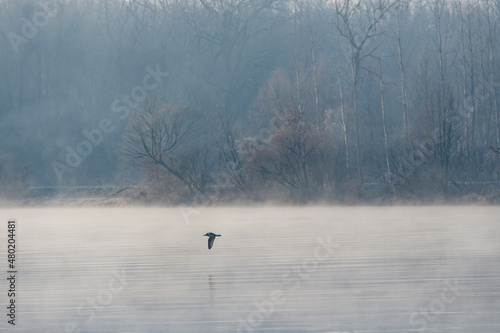 seagull flying over the danube river on a foggy winter morning in austria © Wolfgang