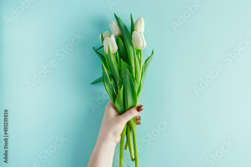 Female hands hold bouquet of tulips on blue background.