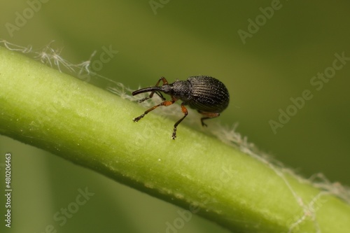 small and young beetle Curculionoidea