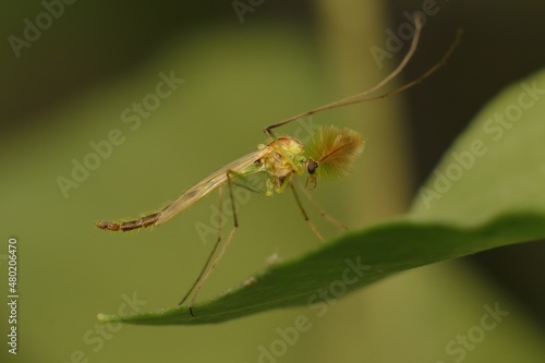 Little mosquito on a leaf
