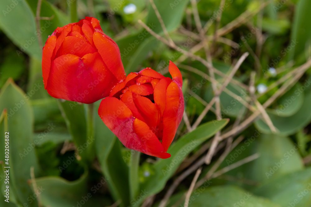 Red tulips in the grass. Floral background.