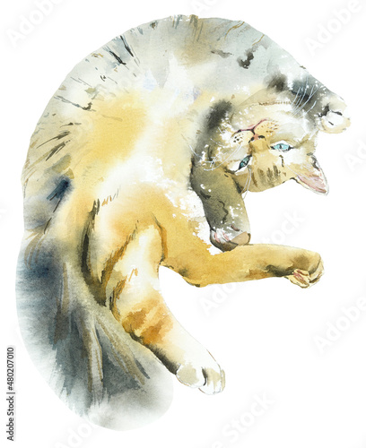 Fototapeta Naklejka Na Ścianę i Meble -  Sleeping domestic cat. Watercolor hand drawn illustration