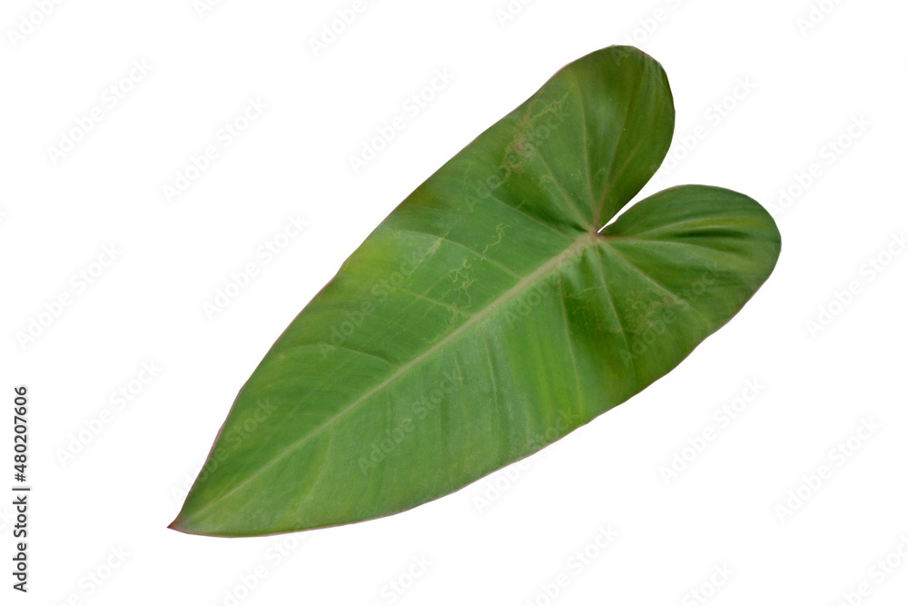 Obraz premium green leaves on a white background