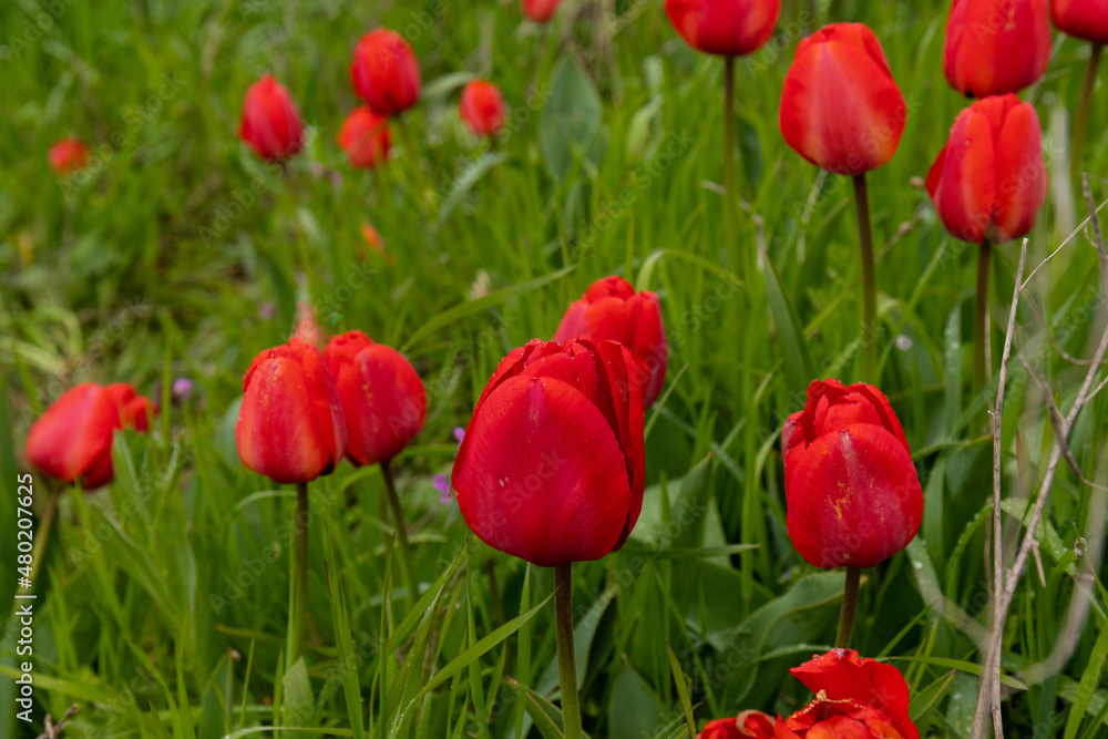 Fototapeta premium Red tulips in the grass. Floral background.