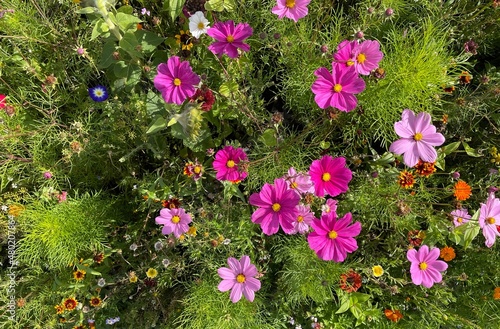 pink cosmos flowers in the ...