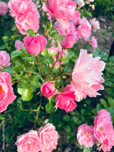 pink roses in garden - summ...