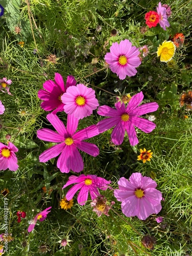 pink cosmos flowers in the ...