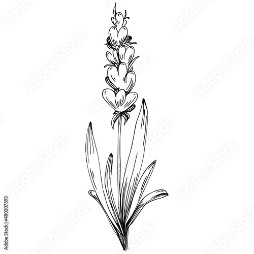 Lavender Isolated sketch illustration. Hand drawn element for wedding herb, plant or monogram with elegant leaves for invitation save the date card design. Botanical rustic trendy greenery.