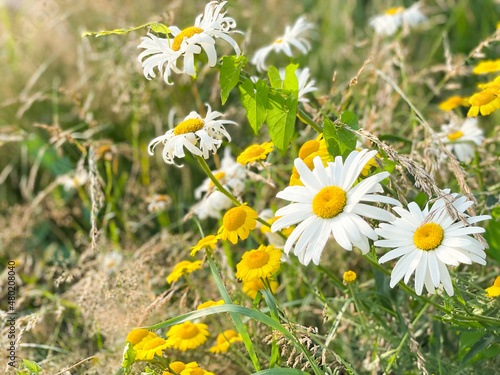 daisies in the grass - summ...