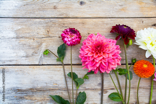 bouquet of dahlia flowers on wooden background