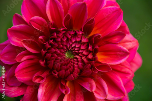 close up of dahlia flower - floral summer greeting card © S.H.exclusiv