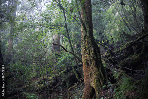 Winter Yaskuhima forest in Kyusyu Japan World Heritage in Japan 