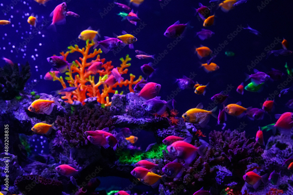 macro beautiful fish glo tetra fish danio rerio macro beautiful fish glo tetra fish danio rerio