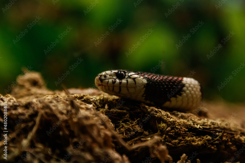 snake lampropeltis getula californiae snake lampropeltis getula californiae