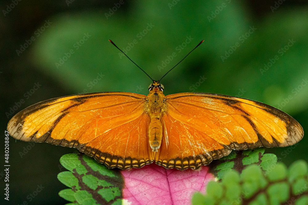 macro beautiful butterfly orange