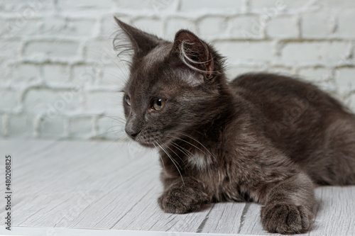 Beautiful gray cat on a brick wall background