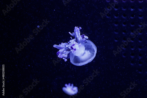macro of a beautiful jellyfish rhizostoma luteum