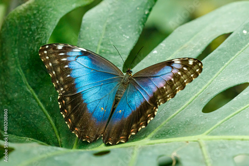 macro beautiful butterfly Morpho helenor