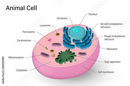 Animal cell structure. Anatomy of animal cell. Cell biology.
