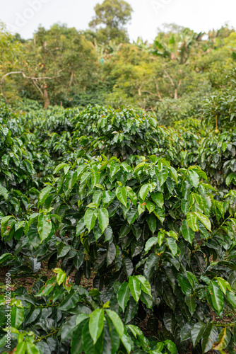 Tree with the field with coffee fruits. 