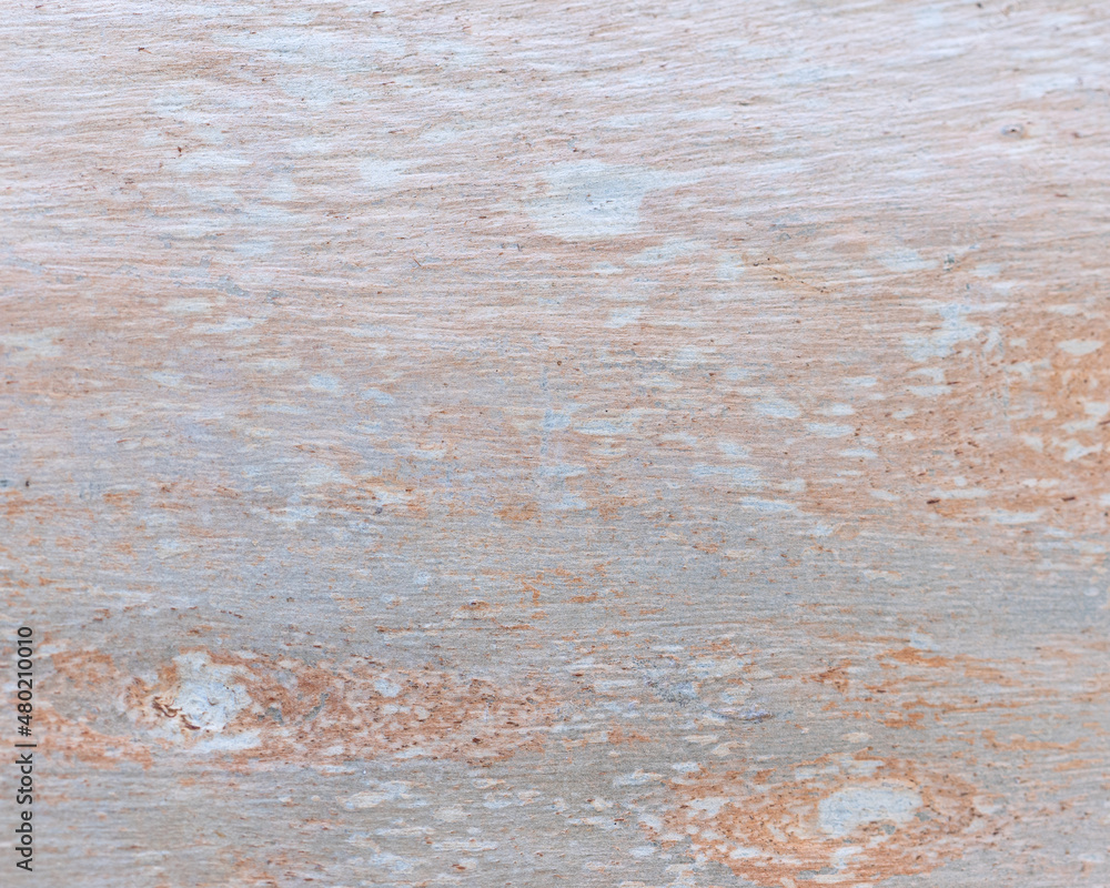 texture of Eucalyptus tree bark