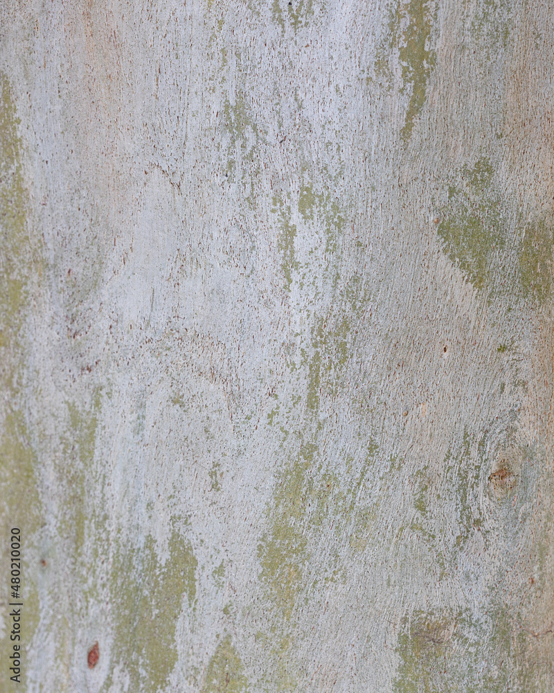 texture of Eucalyptus tree bark texture of Eucalyptus tree bark