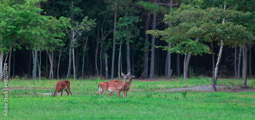 Wild deer in North Carolina