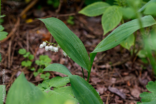 Beautiful spring blooming lilies of the valley with drops of flowers dew