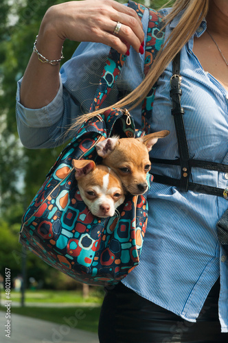 Photography Two cute little dogs sitting in the purse of well-dressed woman going outside on sunny day